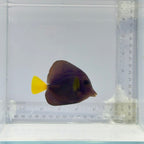 Purple Tang