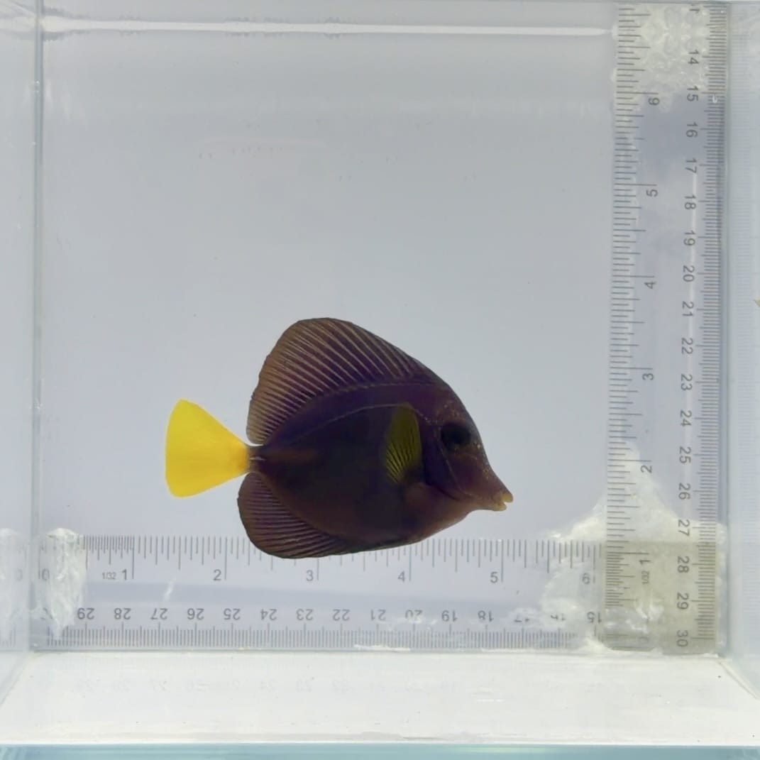 Purple Tang