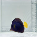 Purple Tang