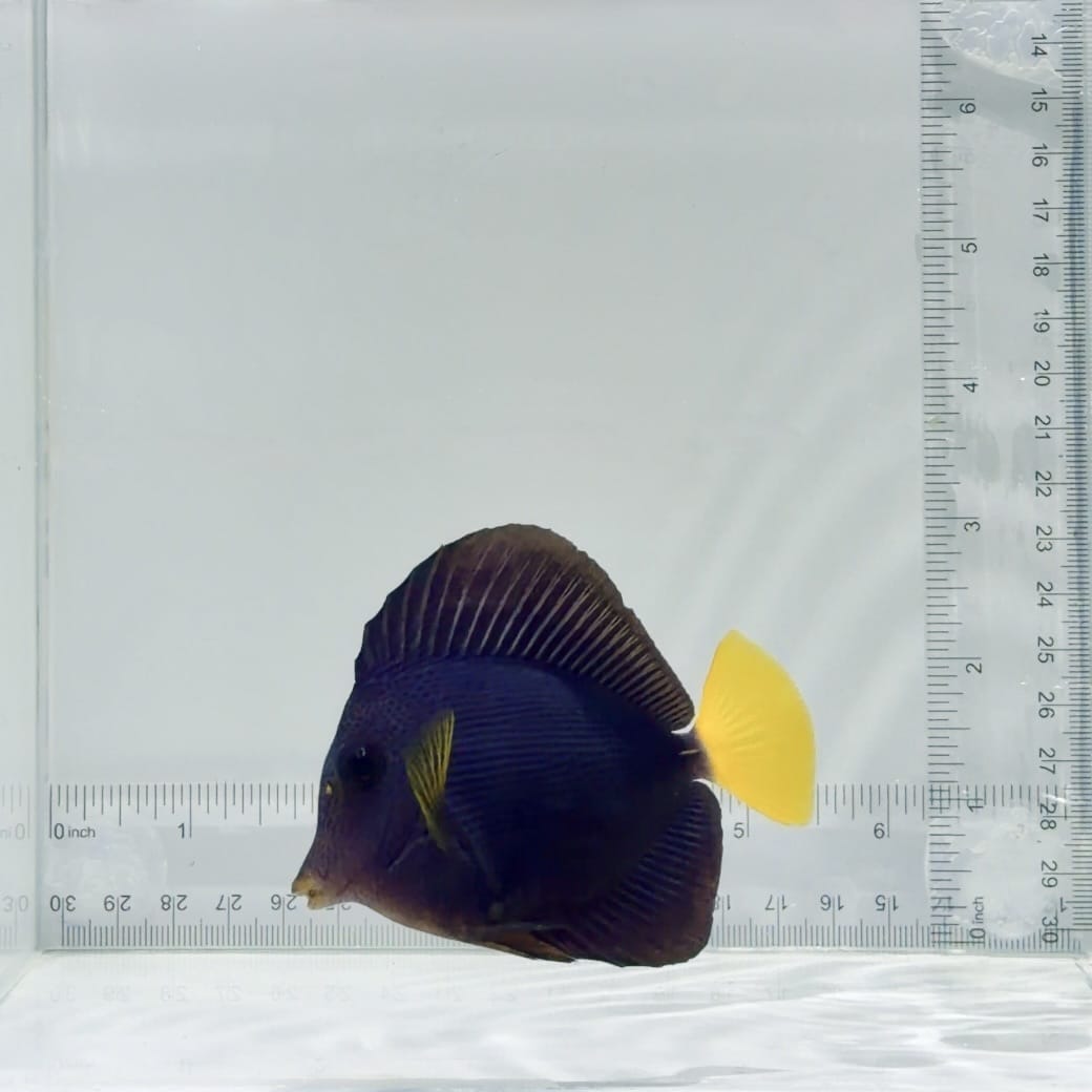 Purple Tang