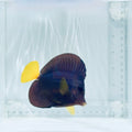 Purple Tang