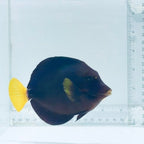 Purple Tang