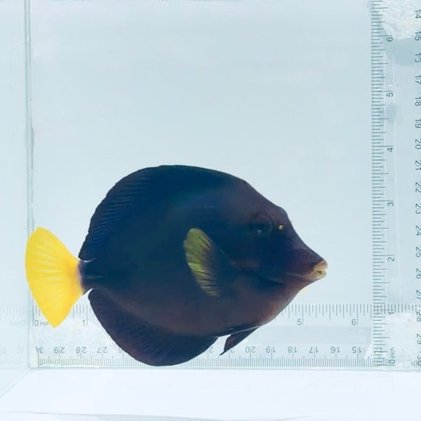 Purple Tang