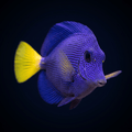 Purple Tang
