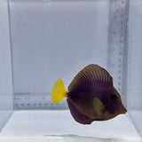 Purple Tang — Zebrasoma xanthurum