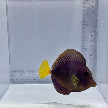 Purple Tang — Zebrasoma xanthurum