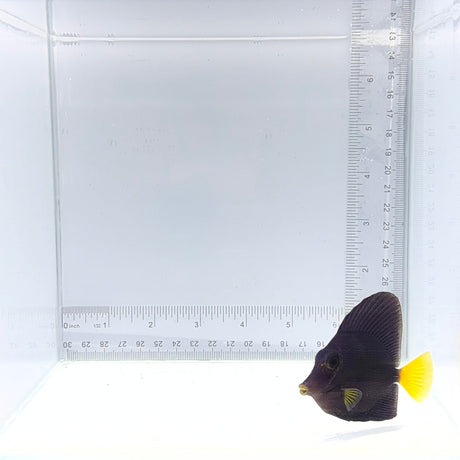 Purple Tang — Zebrasoma xanthurum