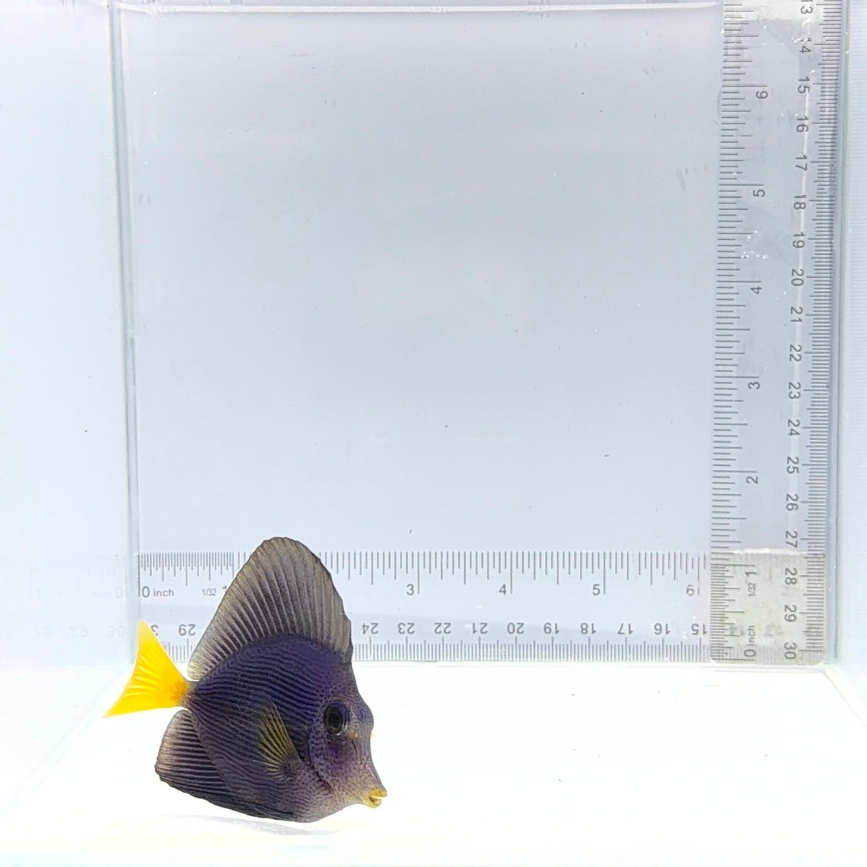 Purple Tang — Zebrasoma xanthurum