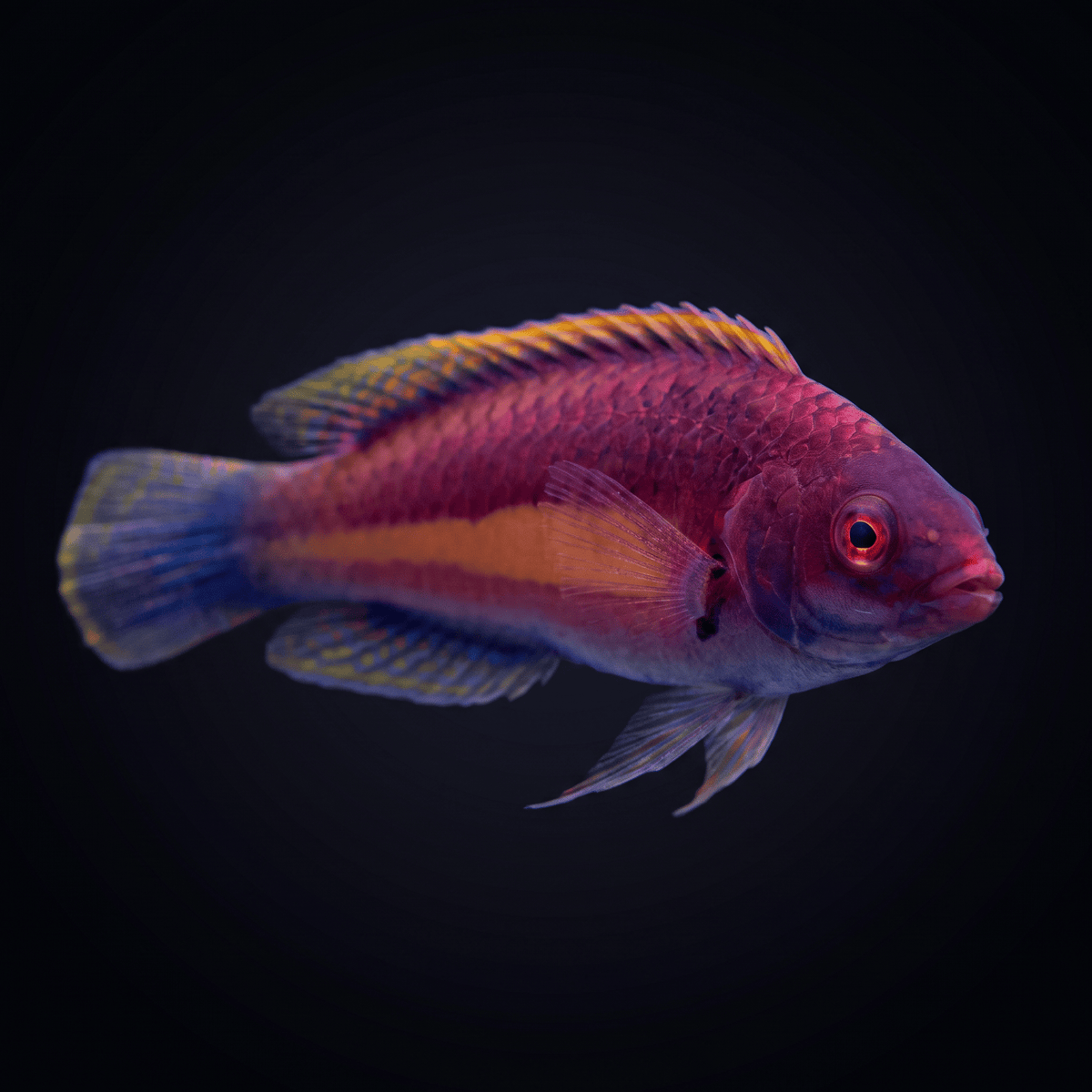 Purple Velvet Fairy Wrasse - Male