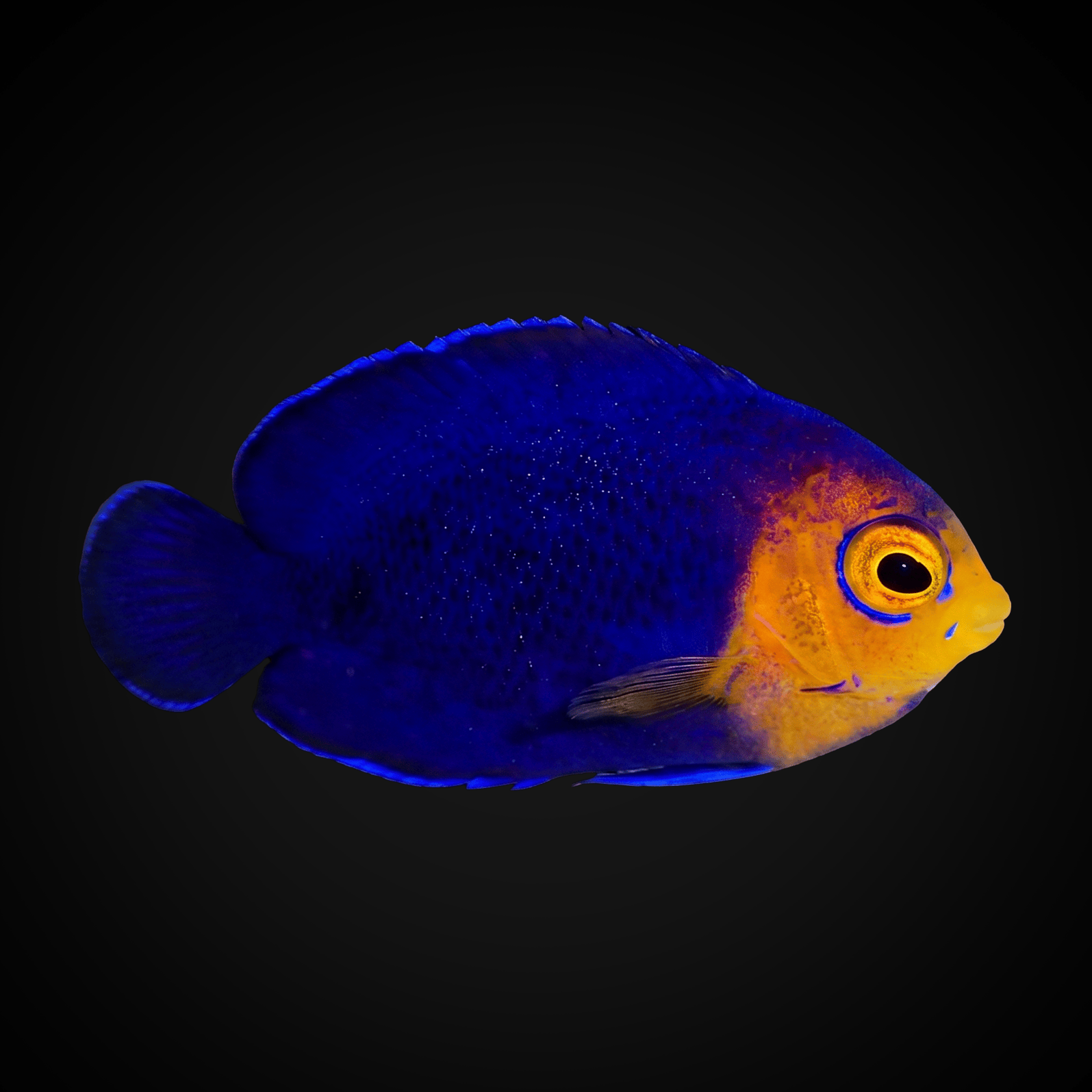 Pygmy (Cherub) Angelfish - Centropyge argi