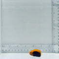Pygmy Flameback Angelfish