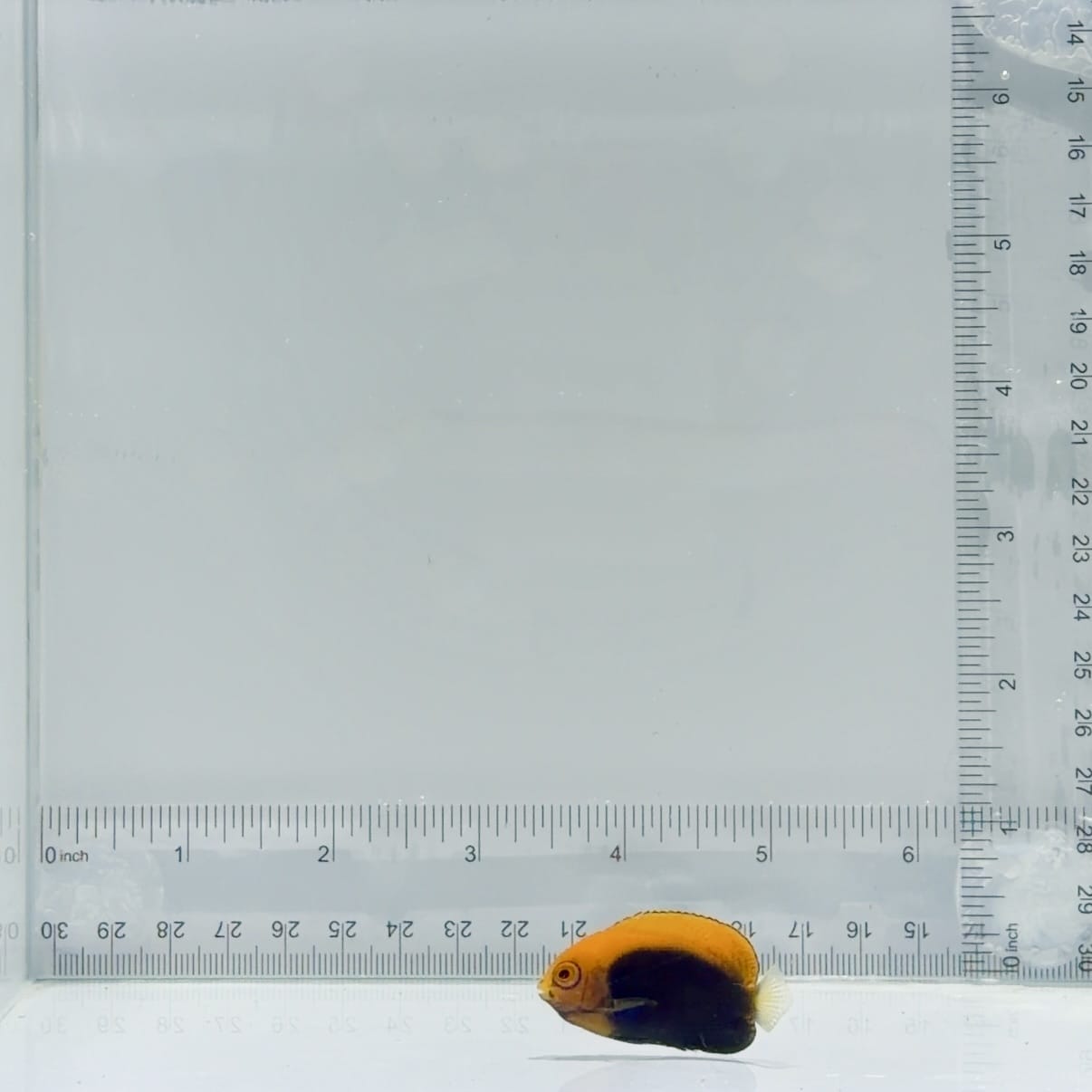 Pygmy Flameback Angelfish
