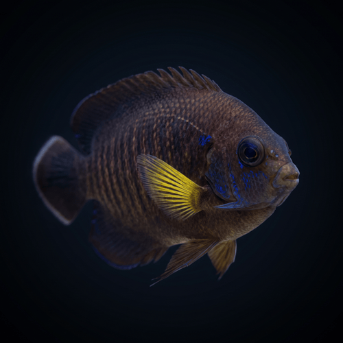 Pygmy Yellowfin Angelfish