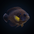 Pygmy Yellowfin Angelfish