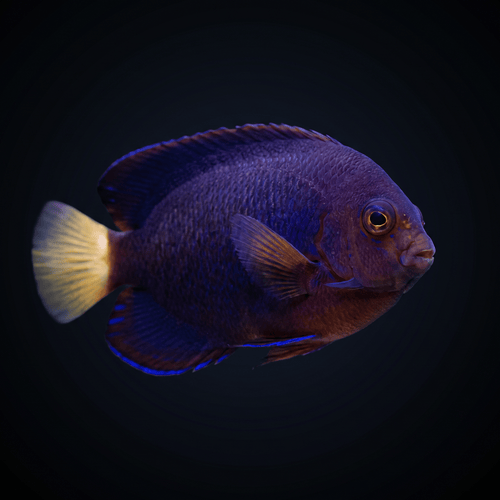 Pygmy Yellowtail Angelfish