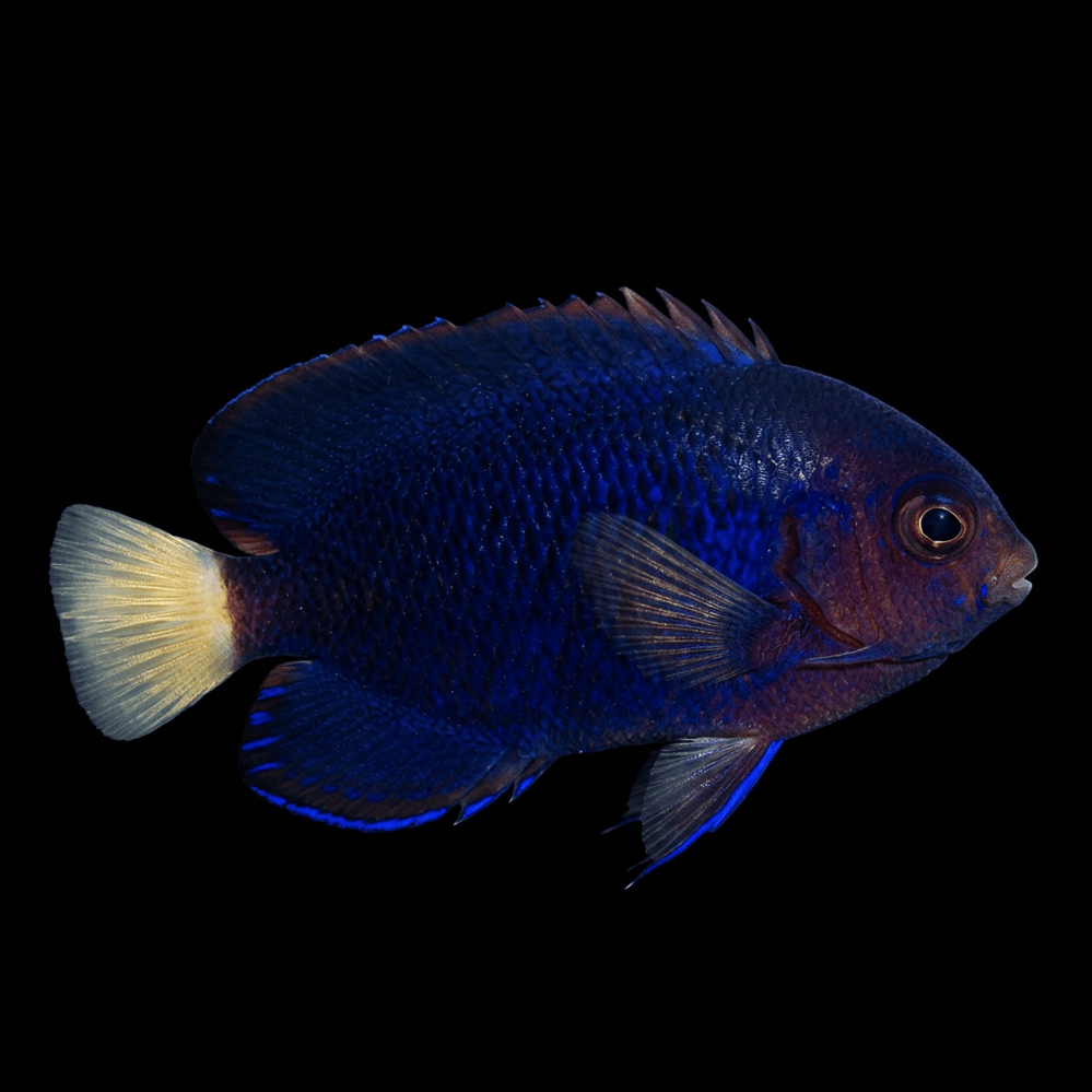 Pygmy Yellowtail Angelfish - Centropyge flavicauda