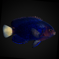 Pygmy Yellowtail Angelfish - Centropyge flavicauda