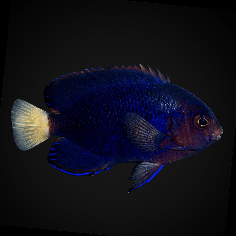 Pygmy Yellowtail Angelfish - Centropyge flavicauda