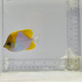 Pyramid Butterflyfish