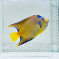 Queen Angelfish