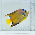 Queen Angelfish