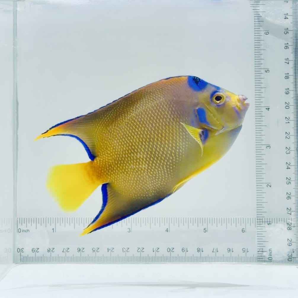 Queen Angelfish