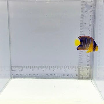Queen Angelfish — Holacanthus ciliaris