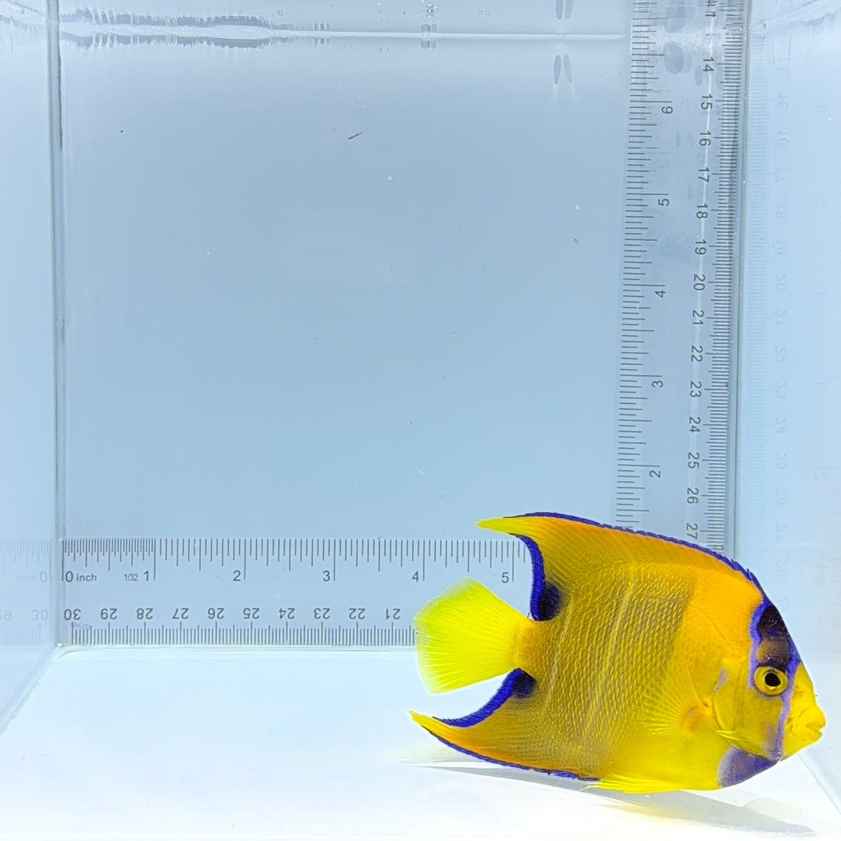 Queen Angelfish — Holacanthus ciliaris