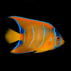 Queen Angelfish - Juvenile - Holacanthus ciliaris