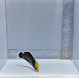 Queen Coris(Formosa) Wrasse — Coris formosa