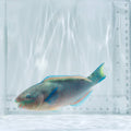 Quoy's Parrotfish