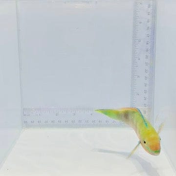 Quoy's Parrotfish — Scarus quoyi