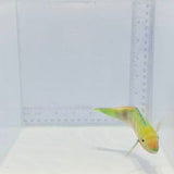 Quoy's Parrotfish — Scarus quoyi