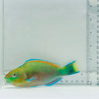 Quoy's Parrotfish – Scarus quoyi