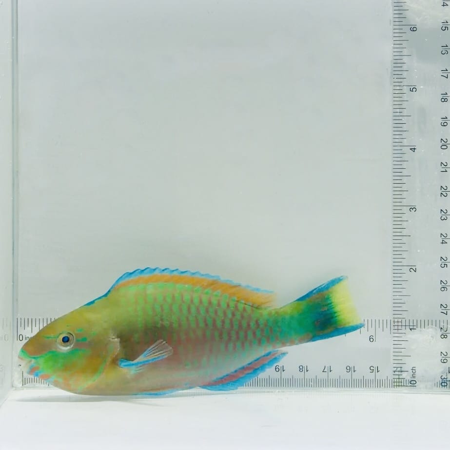 Quoy's Parrotfish – Scarus quoyi