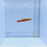 Rainbow Basslet Fish – Liopropoma fasciatum