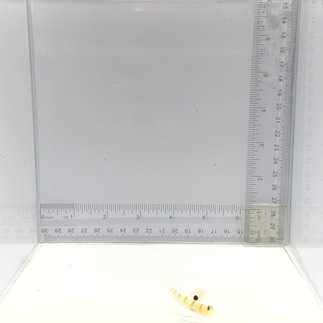 Randall's Goby — Amblyeleotris randalli