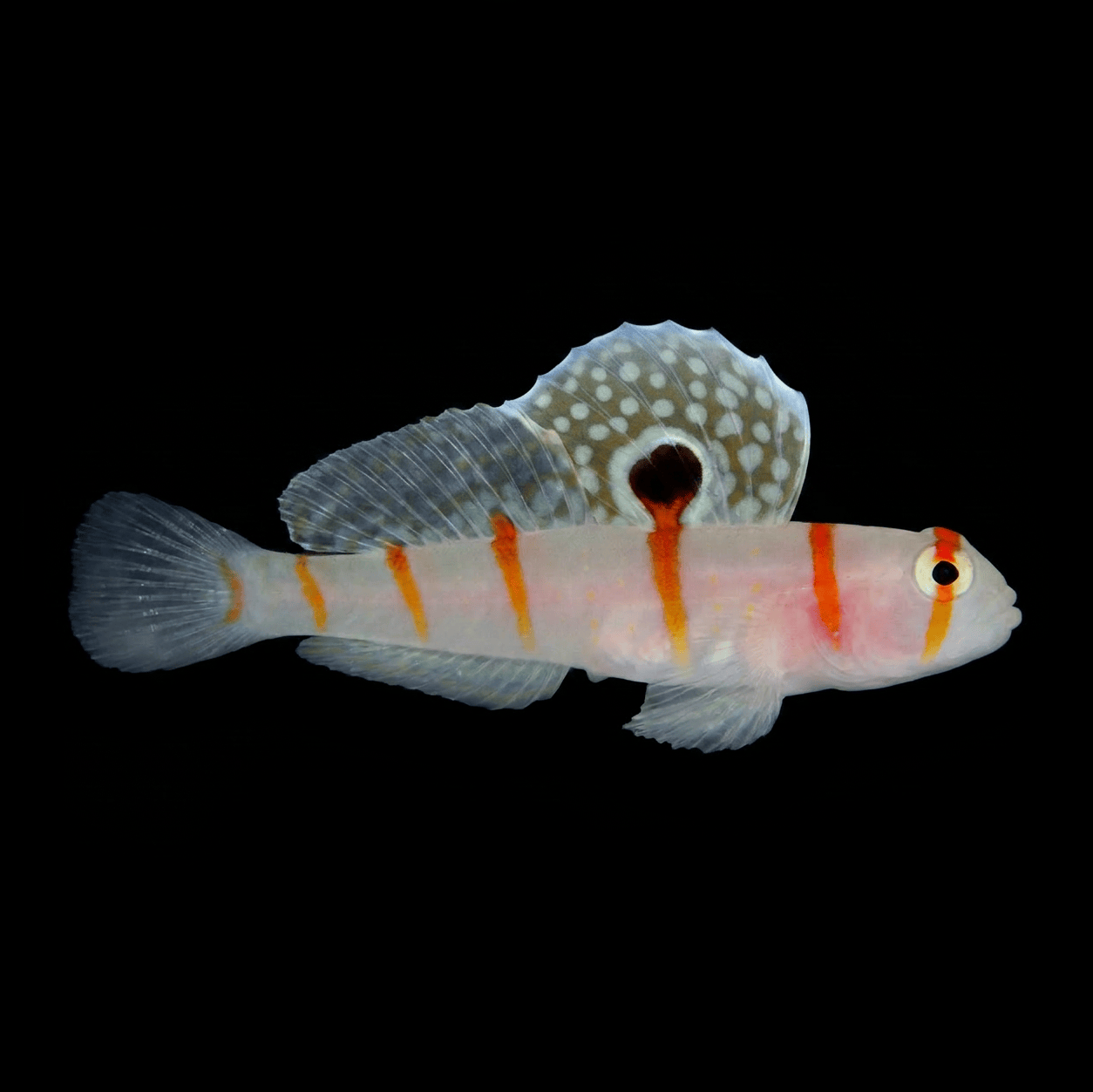 Randall's Goby - Amblyeleotris randalli