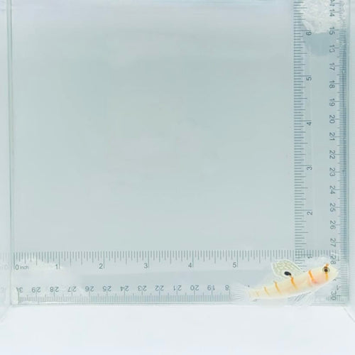 Randall's Goby Fish