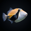 Rectangle Triggerfish