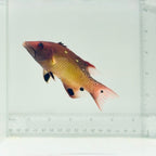 Red Diana Hogfish