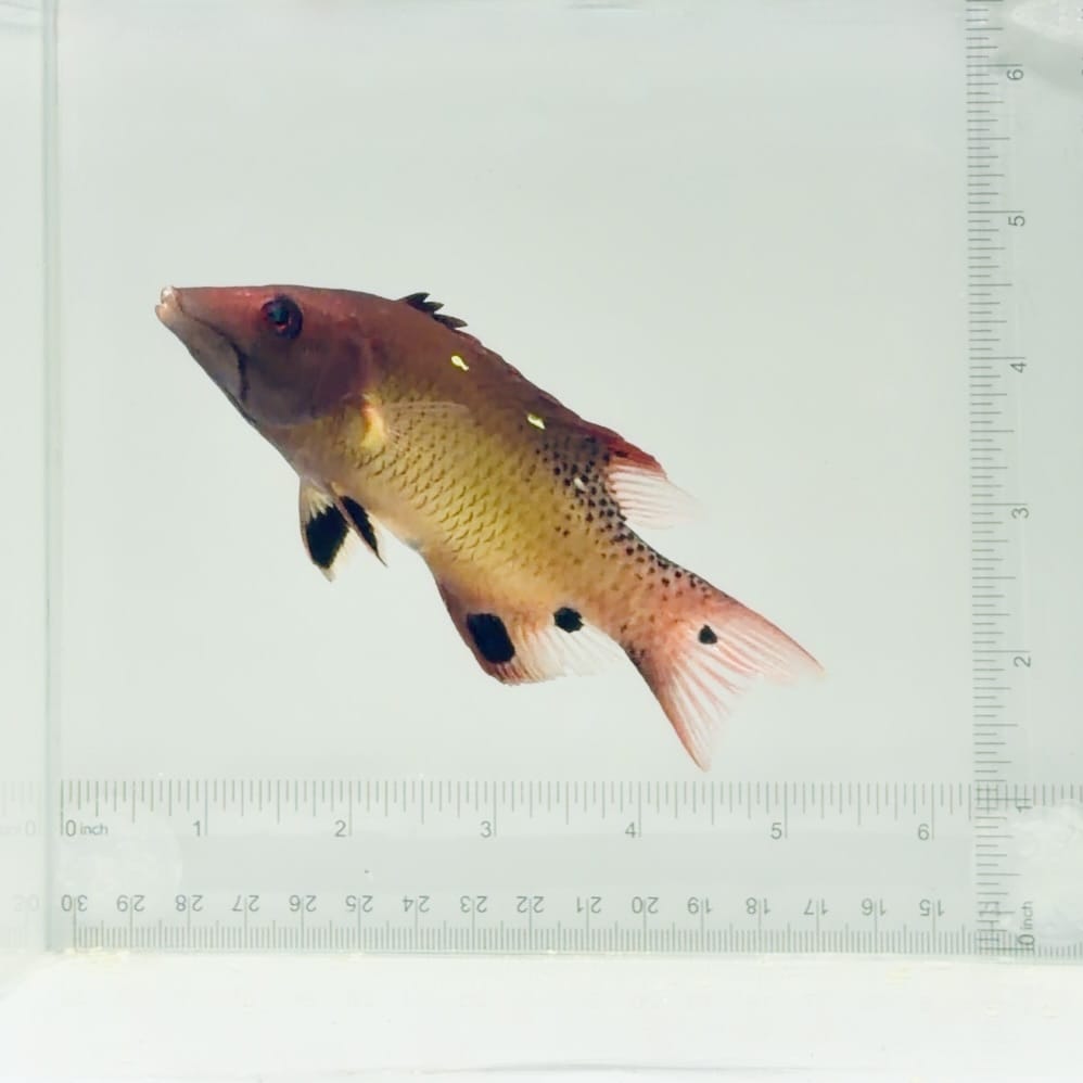 Red Diana Hogfish