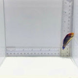 Red Head Solarensis Wrasse — Cirrhilabrus solorensis