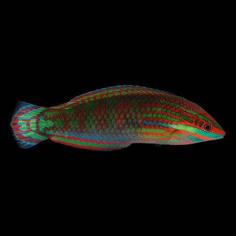 Red Lined Wrasse — Halichoeres biocellatus