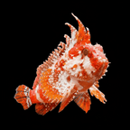 Red Rooster Wasp