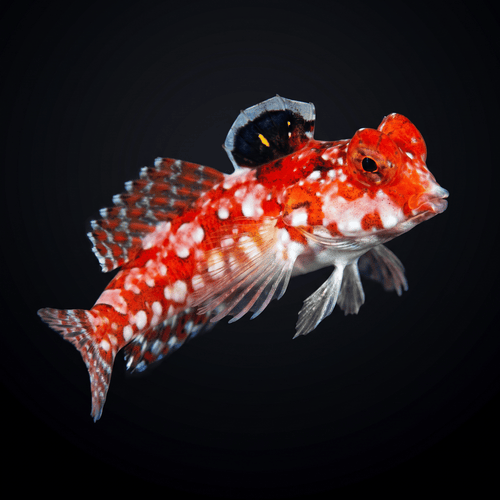 Red Scooter Dragonet T (<.75")