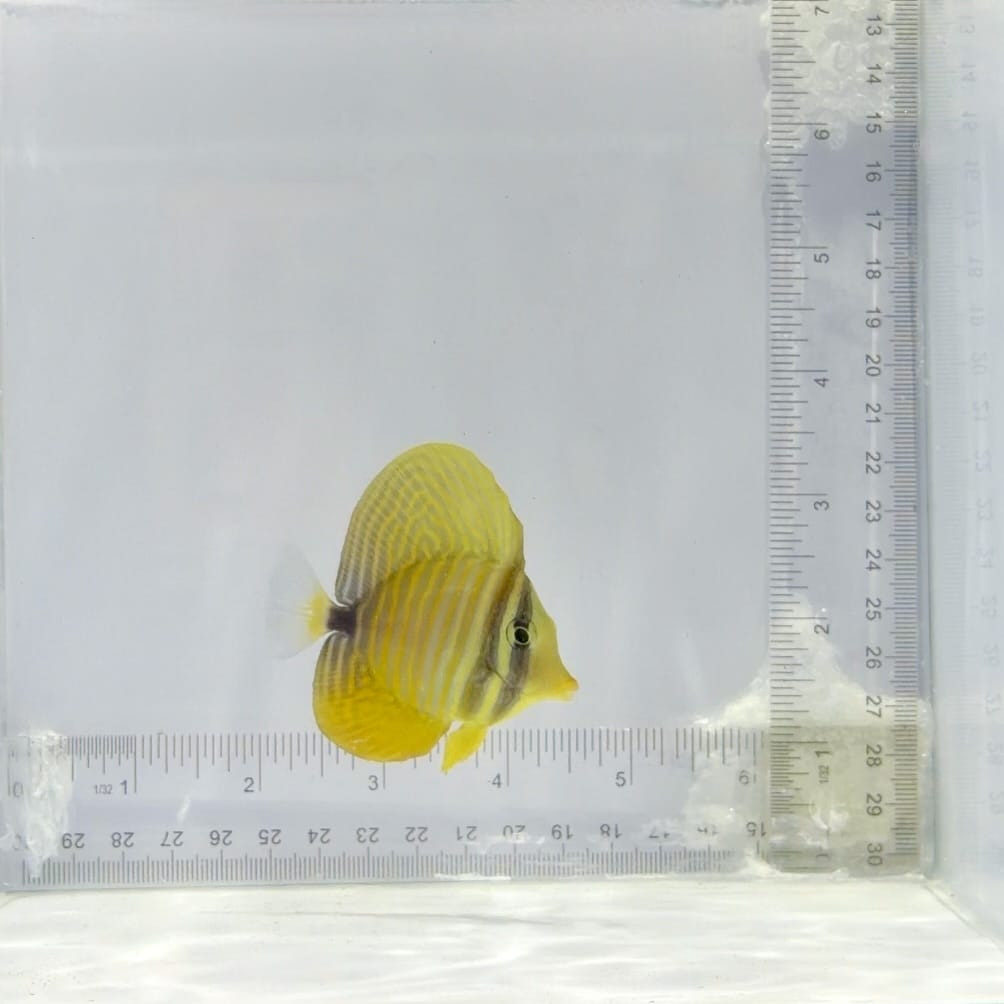 Red Sea Desjardini Sailfin Tang