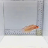 Red Serosa Dottyback — Pseudoplesiops typus