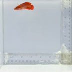 Red Soapfish
