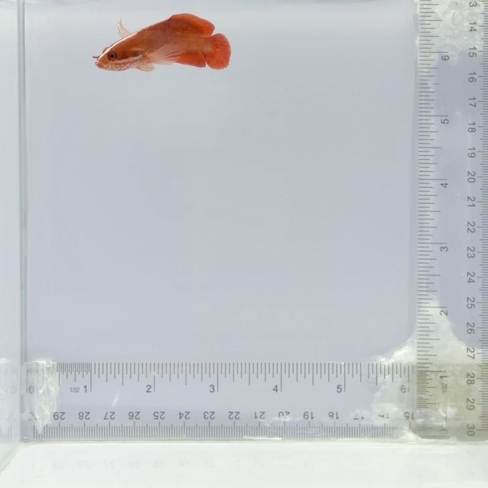 Red Soapfish